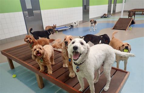 doggy daycare carmel|TOP 10 BEST Doggie Day Care in Carmel, IN